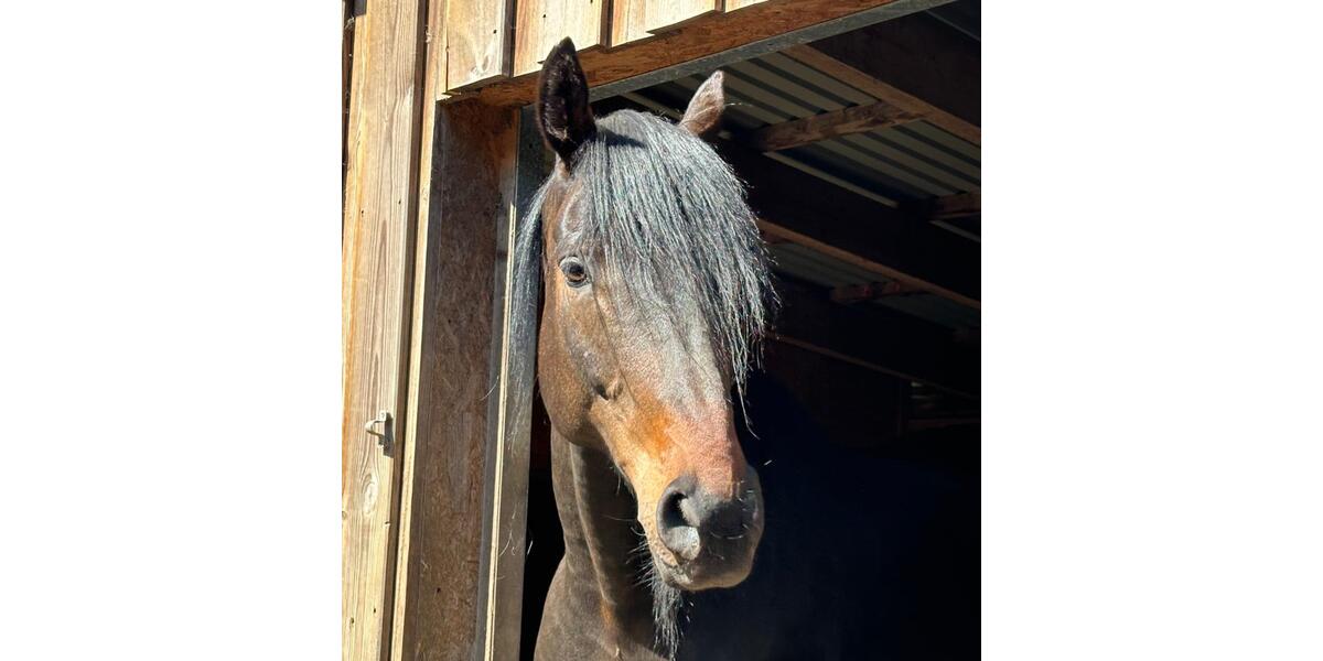 Bauernhaus, Landhaus Högel - 9 Zimmer, 291 m&sup2;, 580.000&euro; | Angebot:25376503