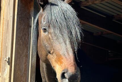 Haus Högel - 9 Zimmer, 291 m&sup2;, 580.000&euro; | Angebot:25376503