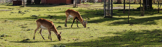 Land und Leute Erlebnishof Dithmarschen Oesterwurth Bauernhof