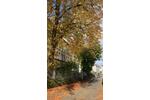 Hochparterre Flensburg Altstadt - 1 Zimmer, 45 m&sup2;, 640&euro; | Angebot:26573158