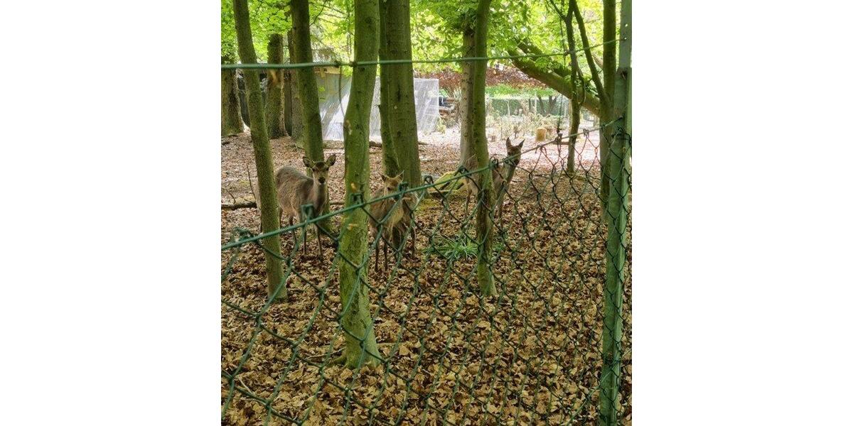 Einfamilienhaus Harrislee - 6 Zimmer, 160 m&sup2;, 445.000&euro; | Angebot:26020811