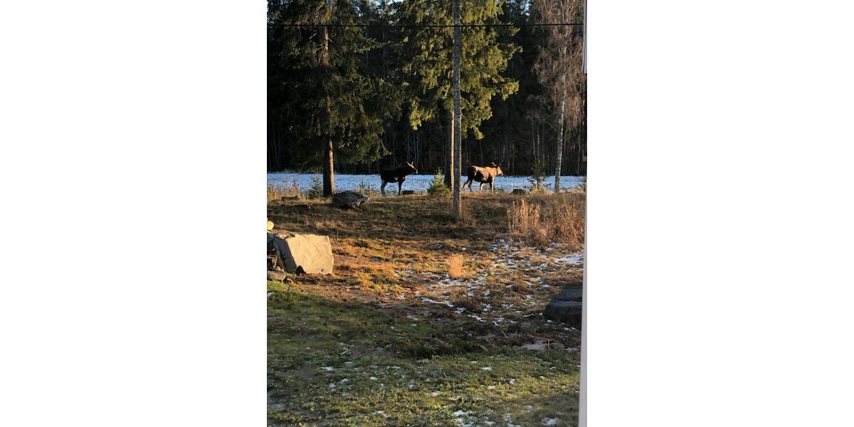 Einfamilienhaus Harrislee - 620.000&euro; | Angebot:21819854