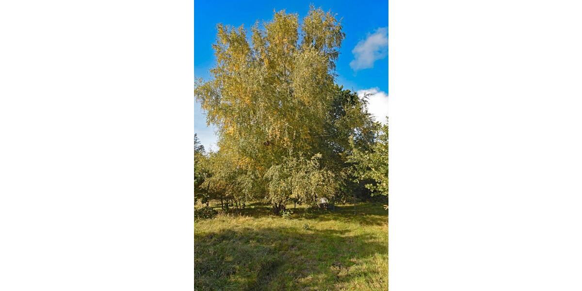 Einfamilienhaus Jörl - 335.000&euro; | Angebot:26147192