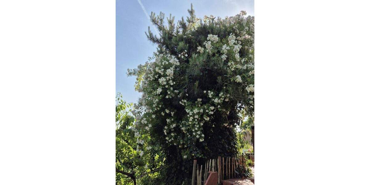 Einfamilienhaus Twedt - 6 Zimmer, 181 m&sup2;, 365.000&euro; | Angebot:25724220